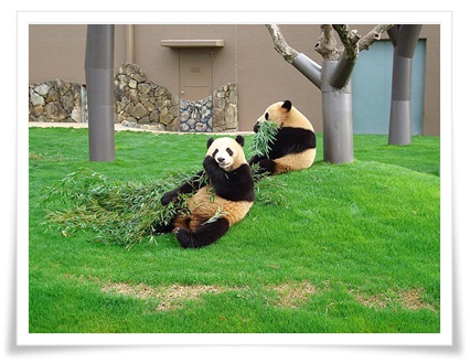 パンダの写真2-2.jpg